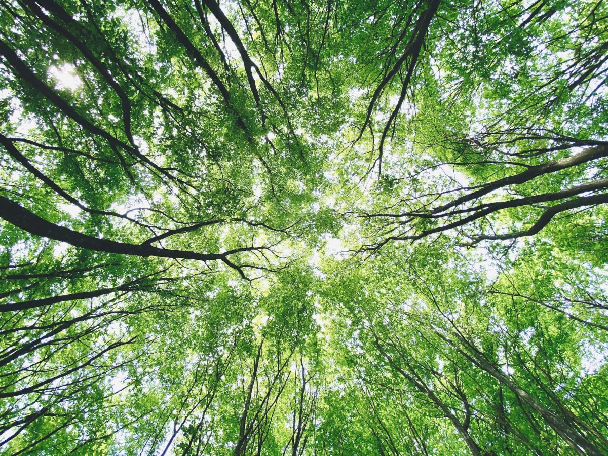 What’s the difference between Yoga Nidra and NSDR? 